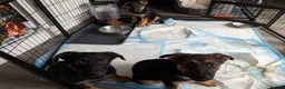German Shepherd dogs for sale: **REDUCED**Beautiful German Shepherd Pups - Advert 3