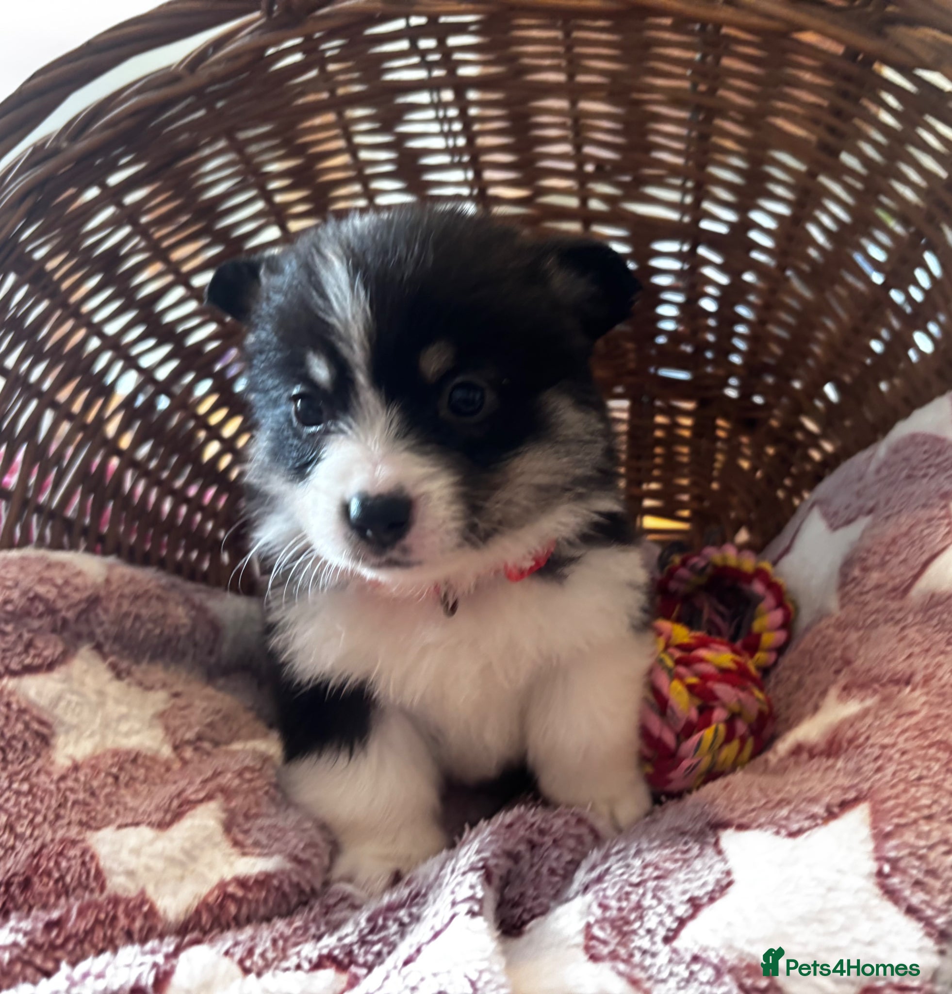 Welsh Corgi Pembroke dogs for sale: Stunning champion breed Tri Corgi Puppies  - Advert 18