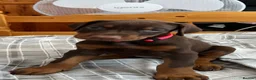 Dobermann dogs for sale: 7 beautiful, healthy Dobermann puppies for sale - Advert 5