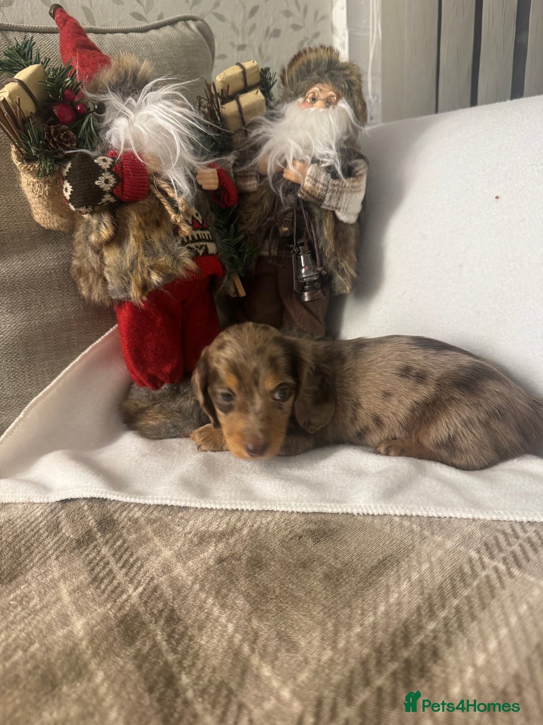 Miniature Dachshund dogs for sale: Stunning longhaired min chocolates - Advert 5