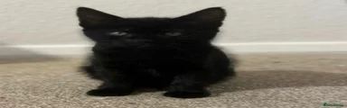 Panther 