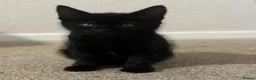 Mixed Breed cats for sale: Beautiful mix of kittens for sale  in Buntingford - Advert 7