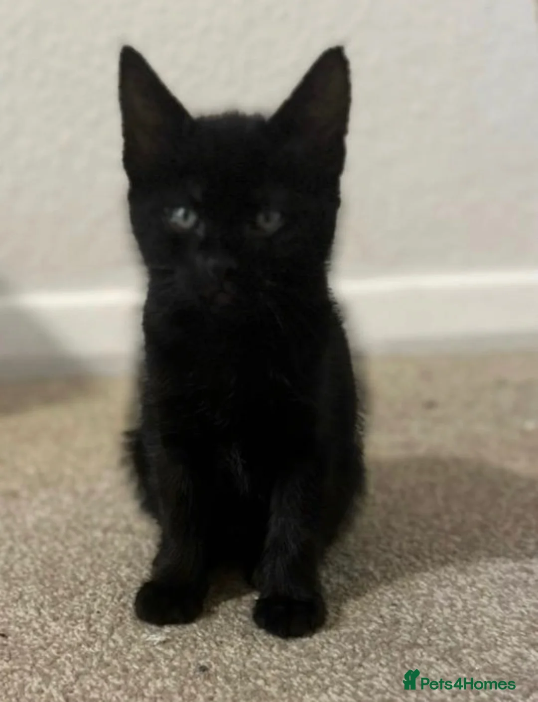 Mixed Breed cats for sale: Beautiful mix of kittens for sale  in Buntingford - Advert 7