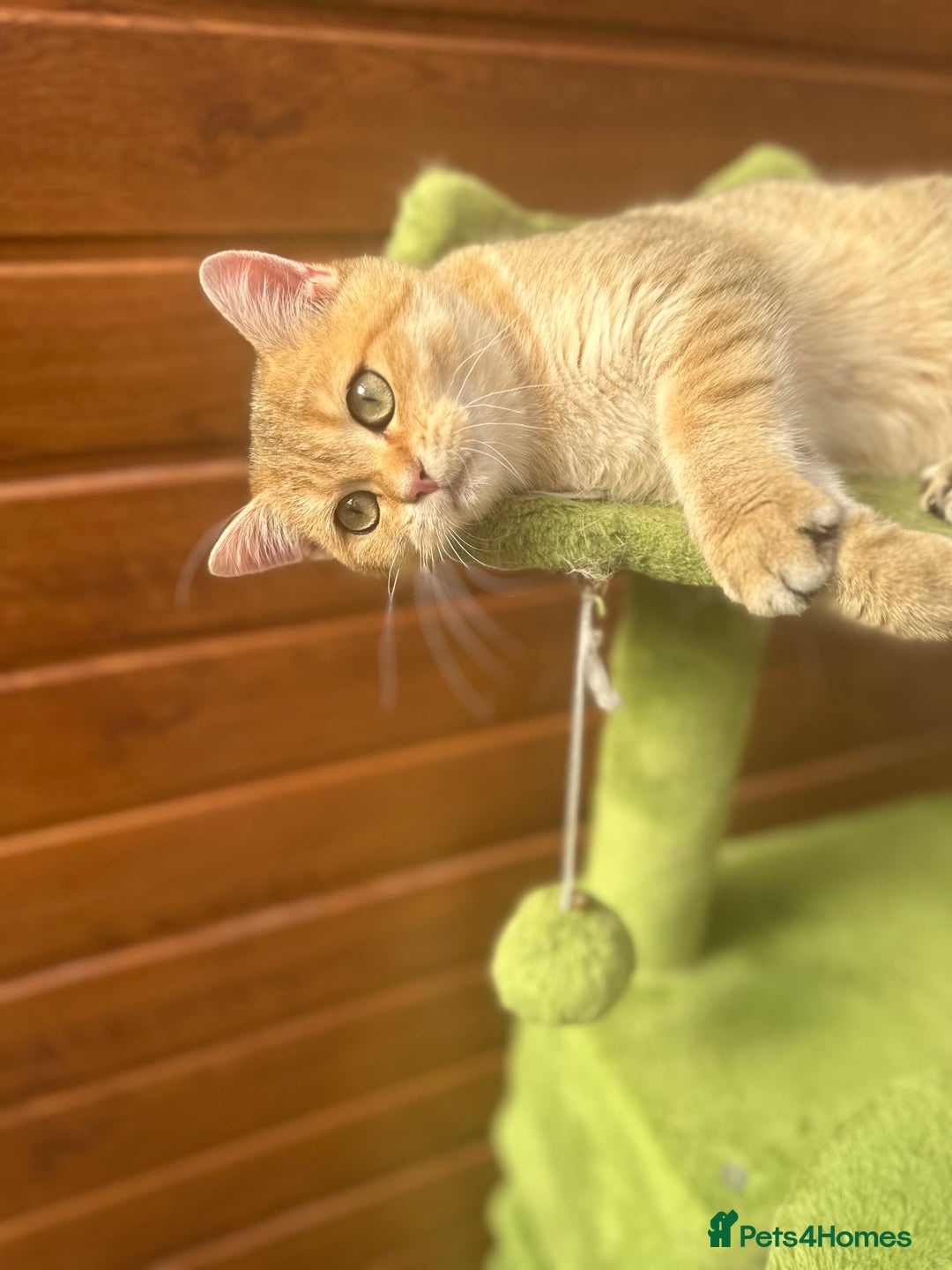 British Shorthair cats for sale: Last golden boy left 😻🌸🌼🌺 tica registered 😻 in Hayes - Image 10