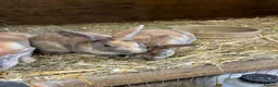 Rex rabbits for sale: mini rex, buck and doe - Advert 2