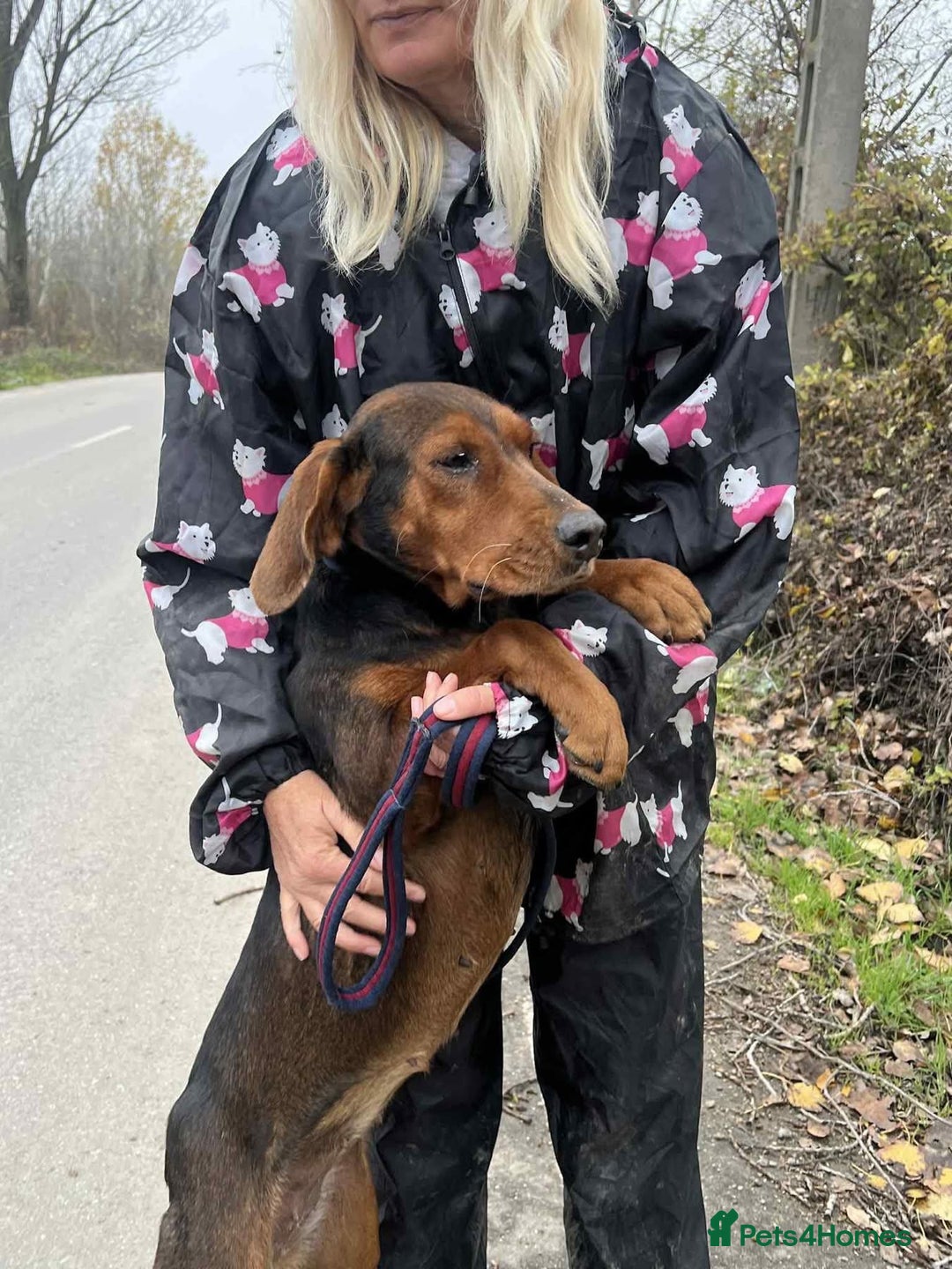 Mixed Breed dogs for adoption: Runa - Norwich Norfolk  - Advert 13