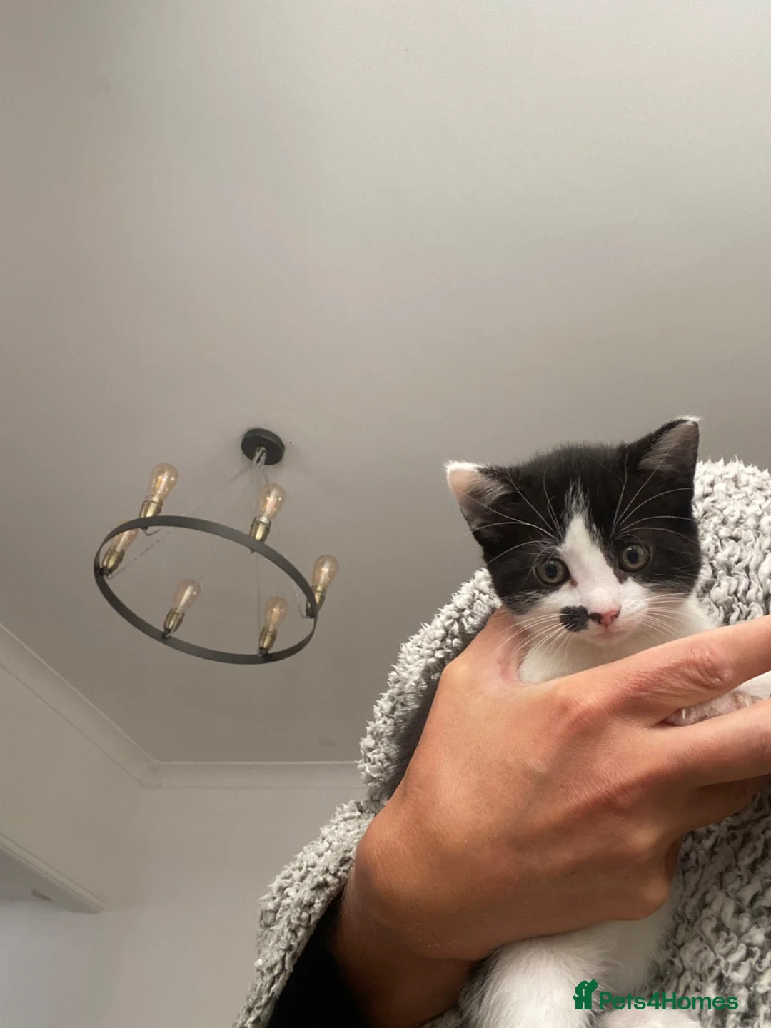 British Shorthair cats for sale: 3 beautiful tuxedo kittens for sale  - Advert 9