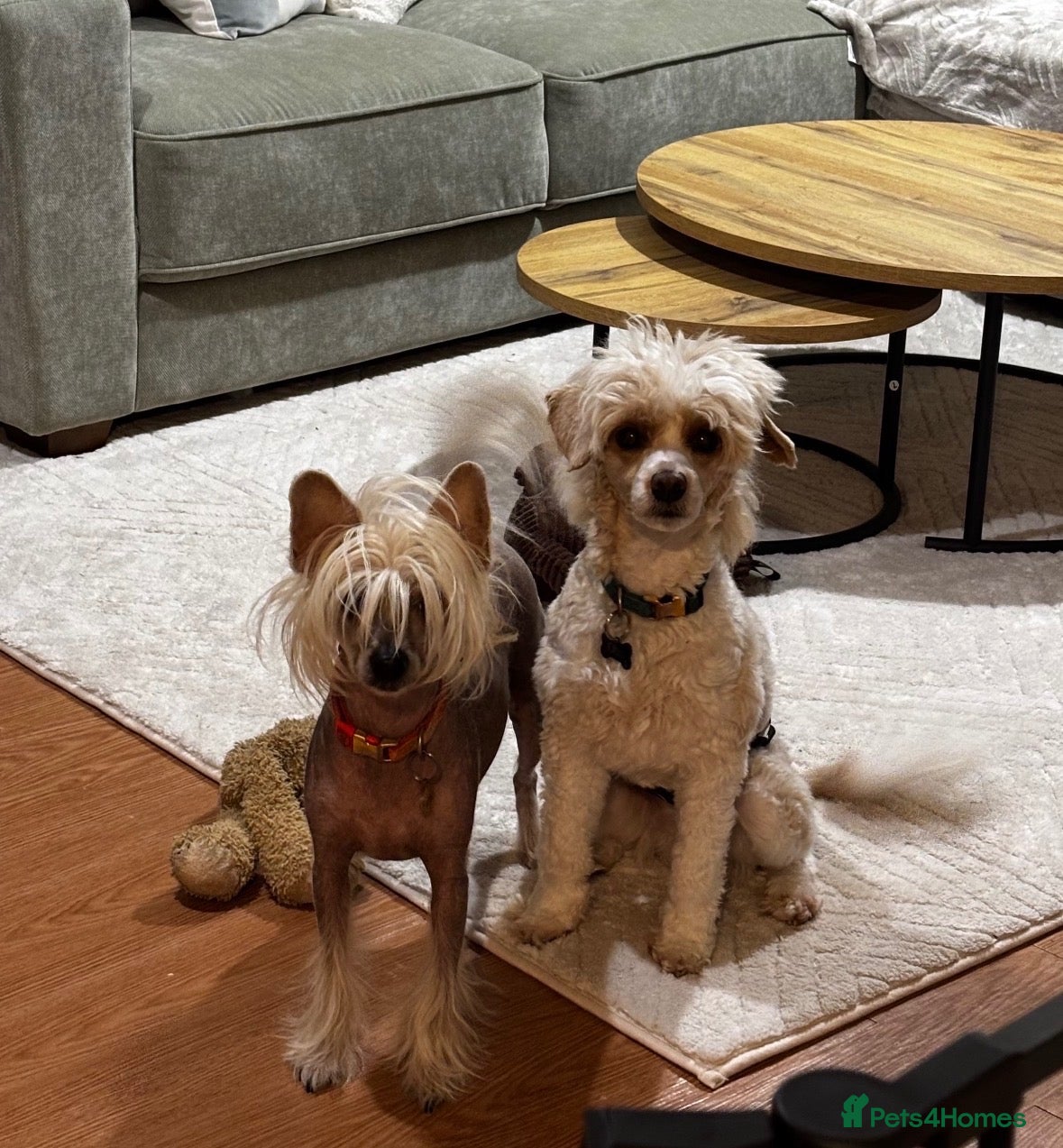 Chinese Crested dogs Chinese Crested Puppies confirmed.  - Advert 16