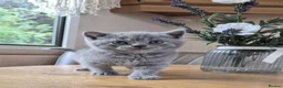 British Shorthair cats for sale: Purebred british shorthair kittens in Wigton - Advert 27