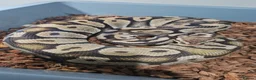 Python Snake reptiles for sale: Pastel female ball python proven breeder  - Advert 3