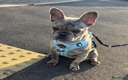 French Bulldog dogs for sale: French bulldog boy  - Image 6