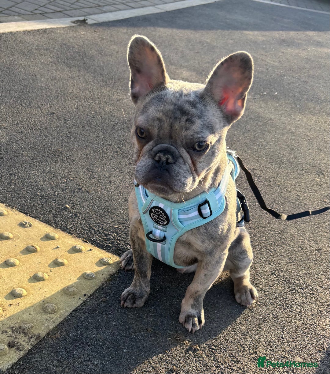 French Bulldog dogs for sale: French bulldog boy  - Image 6