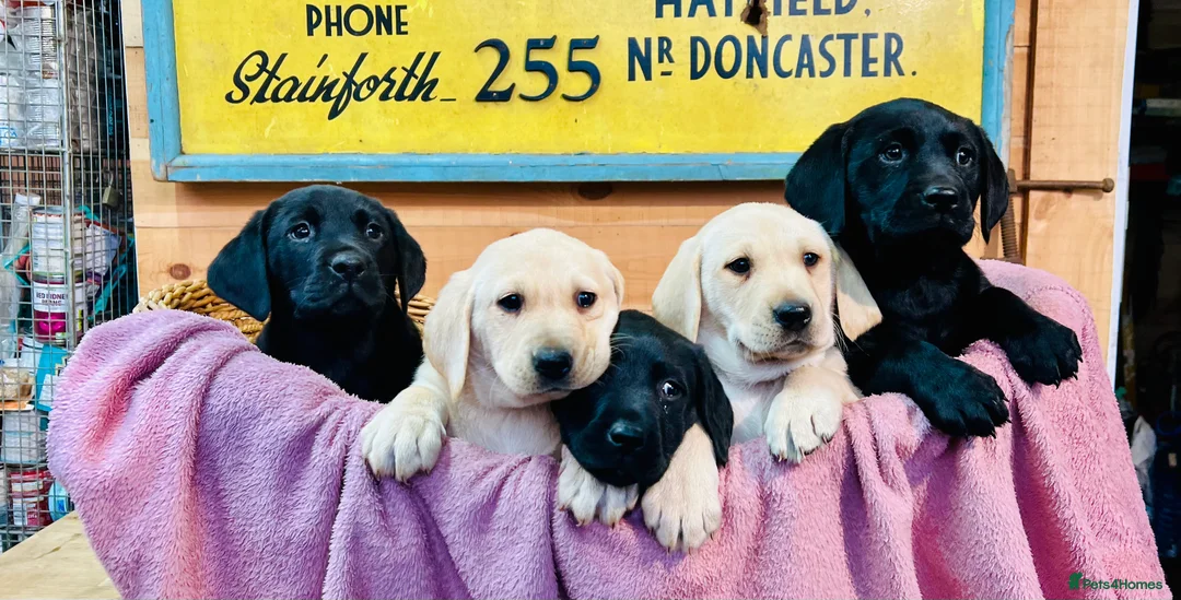 Labrador Retriever dogs for sale: KC Labrador Pups Chunky Traditional  Working - Advert 1