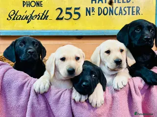 Labrador Retriever dogs KC Labrador Pups Chunky Traditional White Working - Advert 1