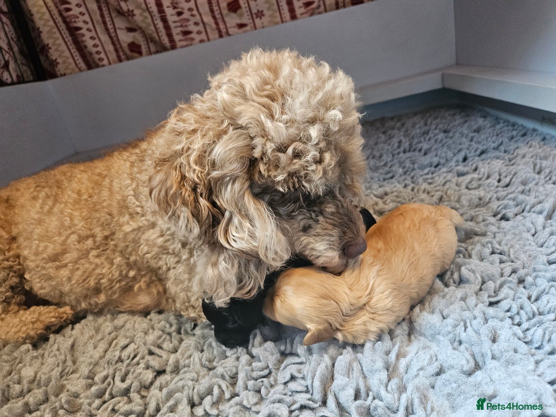 Maltipoo dogs for sale: Beautiful F1 Merle Maltipoo boy - Image 17