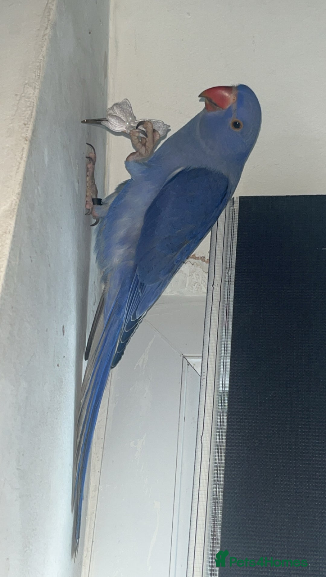Ringnecks birds for sale: Indian ringneck  - Image 2