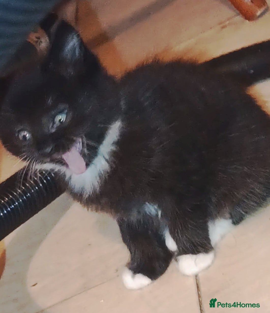Mixed Breed cats for sale: Four female kittens ready for a new home   in Aylesbury - Advert 7