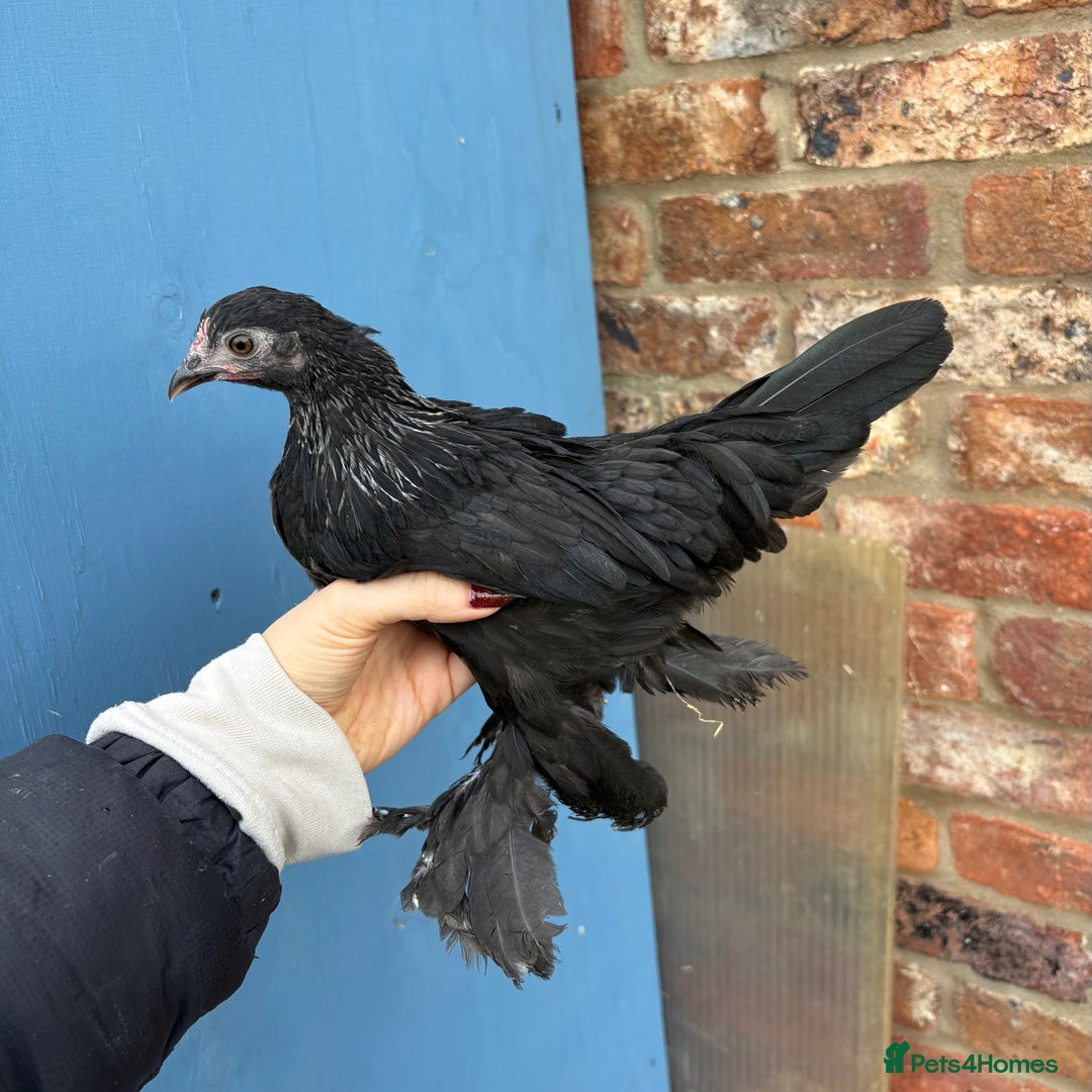 Chickens poultry for sale: Sablepoot Booted Bantam Pullets & Cockerels - Advert 10