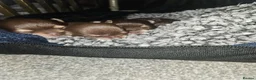 Chihuahua dogs for sale: Chihuahua pups - Advert 11