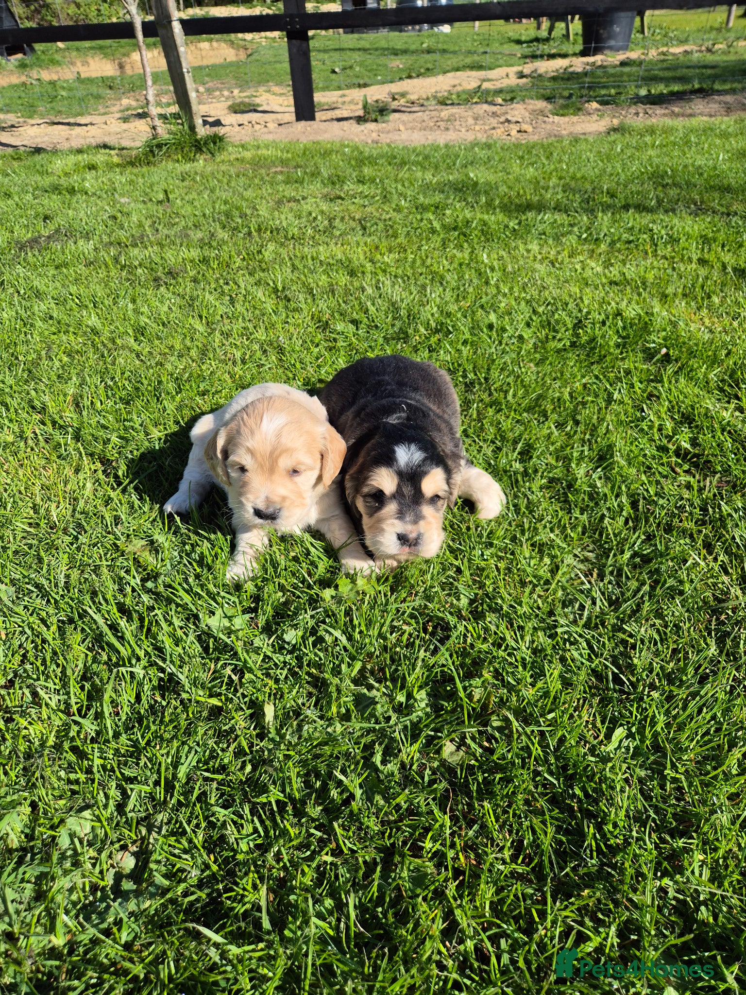 Mixed Breed dogs Dakota Sport Retrievers DNA Health Tested Clear - Advert 2