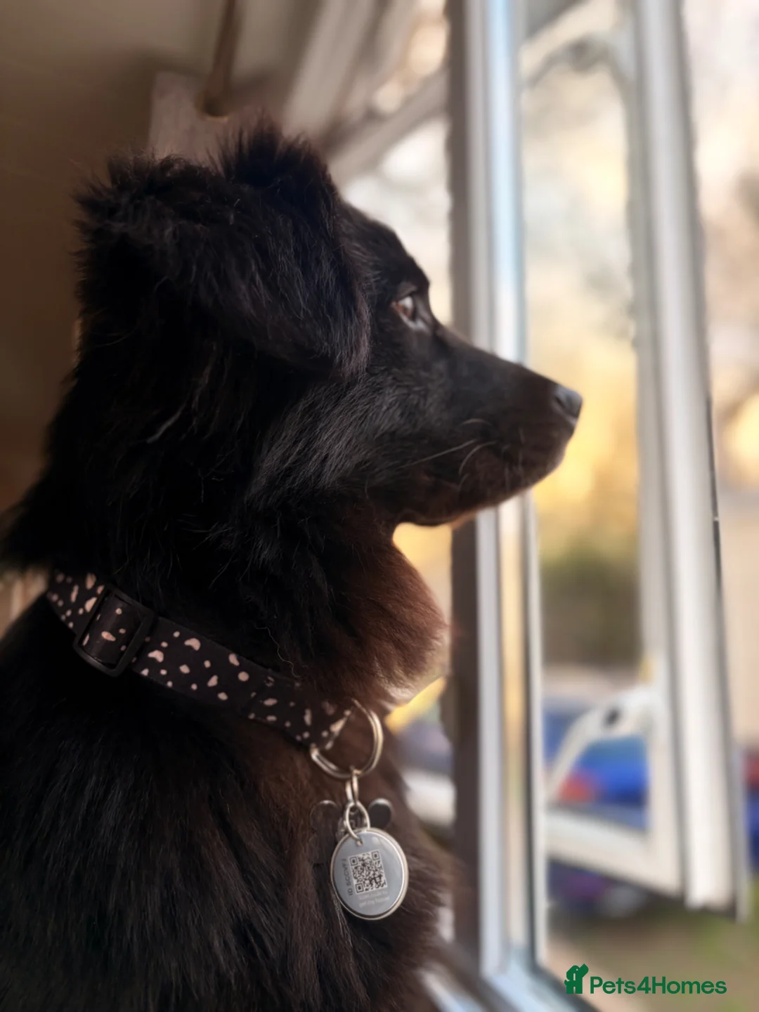 Mixed Breed dogs for stud: FOR STUD - NOT FOR SALE - Advert 2