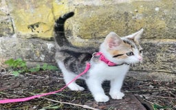 Domestic Shorthair cats for sale: 15 week old female kitten - Image 3
