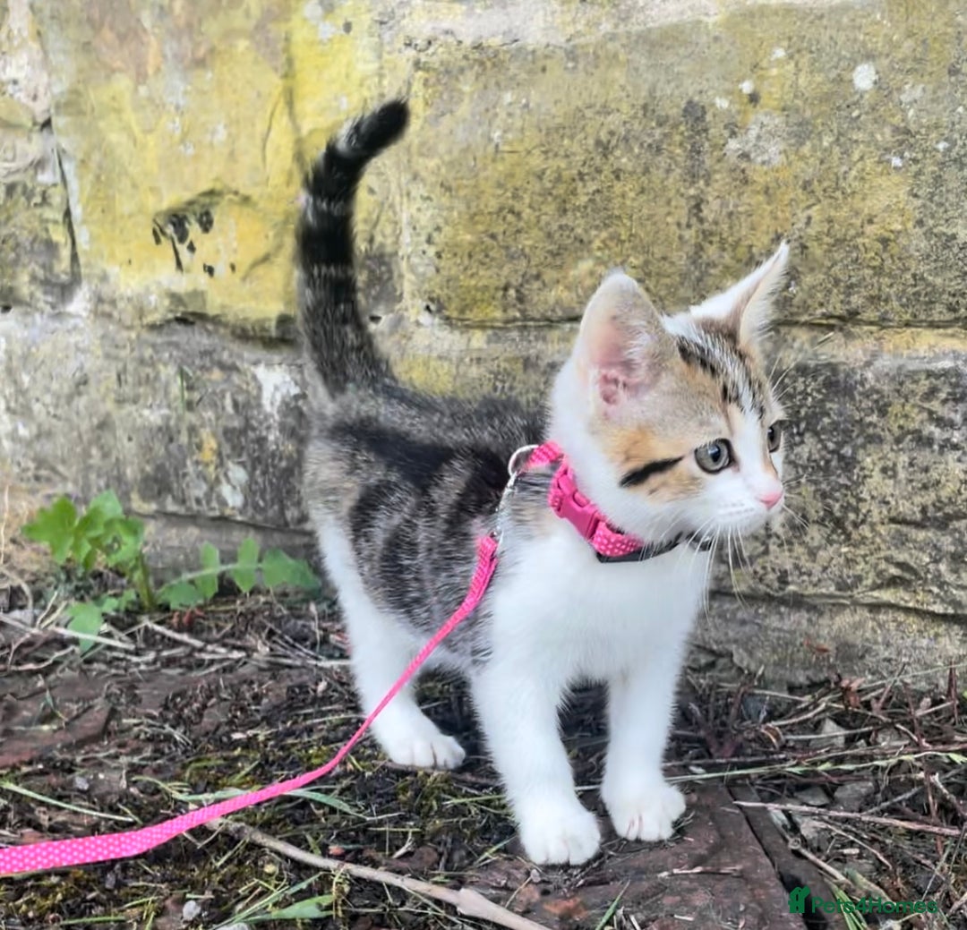 Domestic Shorthair cats for sale: 15 week old female kitten - Image 3