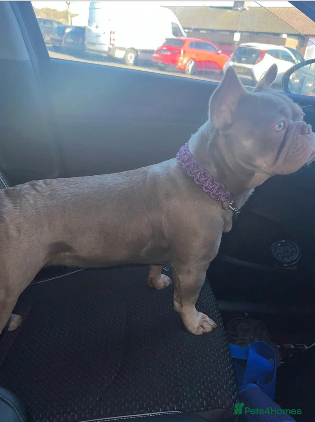 French Bulldog dogs for sale: New Shade Isabella French Bulldog Girl - Advert 2