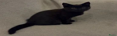 Mixed Breed Kitten 2