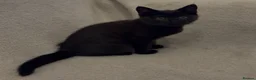 Mixed Breed cats for sale: 2 loving kittens needing forever homes - Advert 13