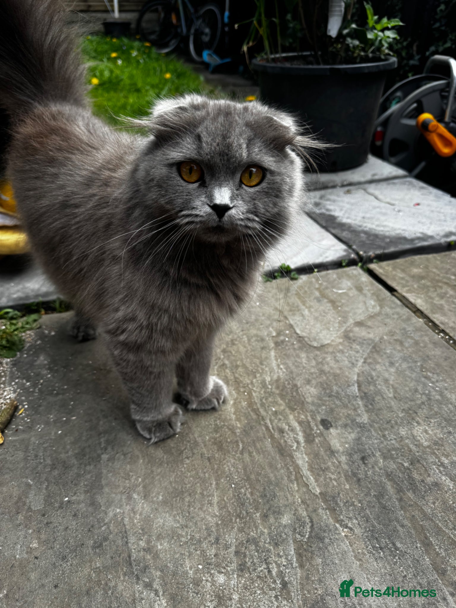 Scottish Fold cats Adorable Scottish-British Mix Kittens for SAle - Advert 6