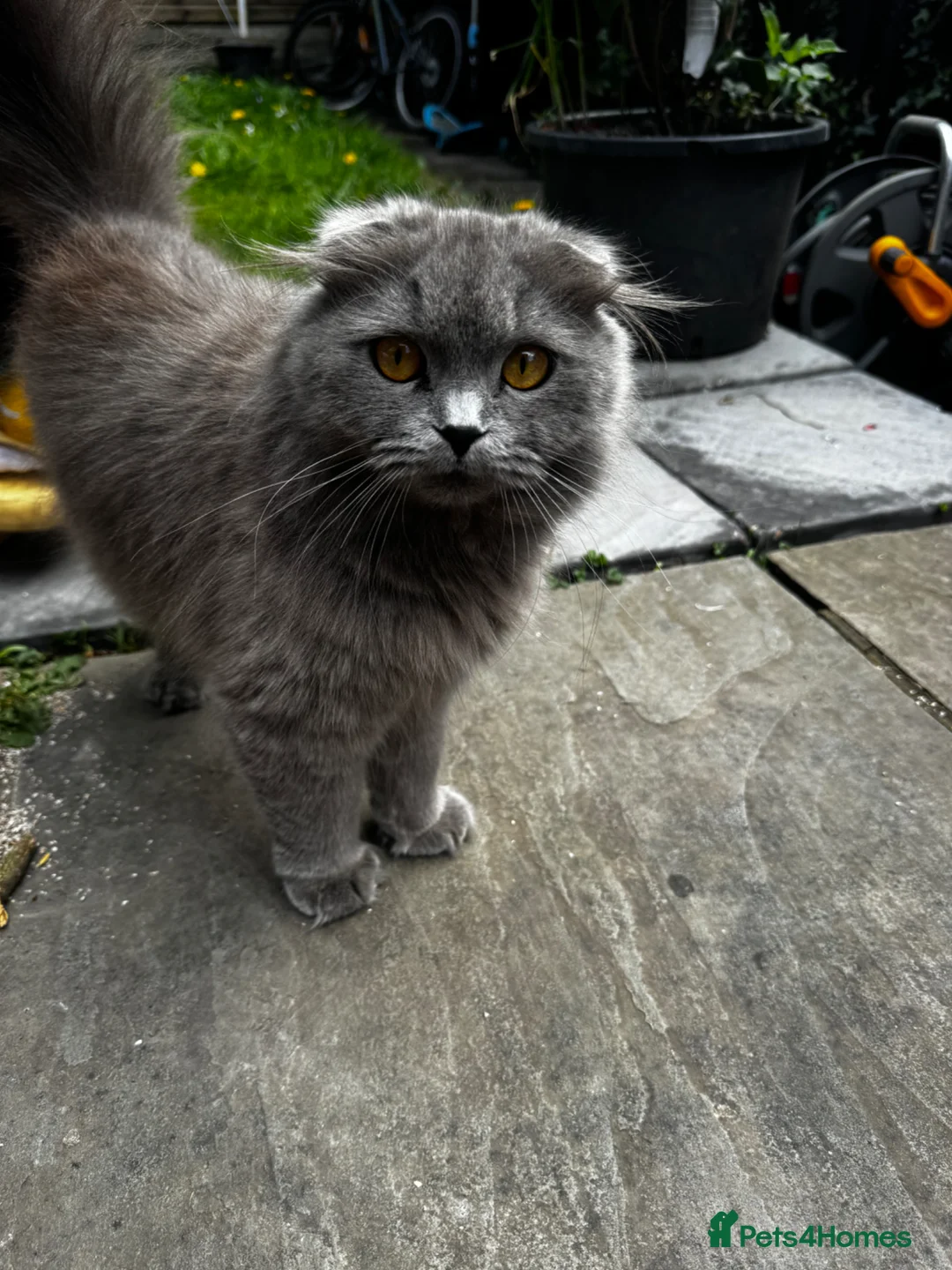 Scottish Fold cats for sale: Adorable Scottish-British Mix Kittens for SAle in Borehamwood - Advert 1