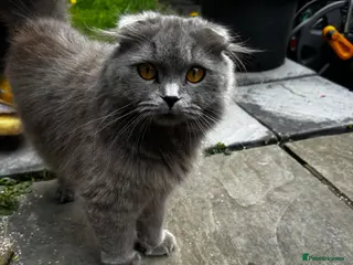 Scottish Fold cats Adorable Scottish-British Mix Kittens for SAle - Advert 10