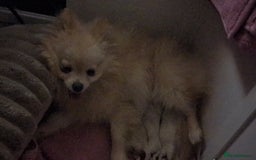 Pomeranian dogs for sale: Beautiful pure Pomeranians tiny babys - Advert 14
