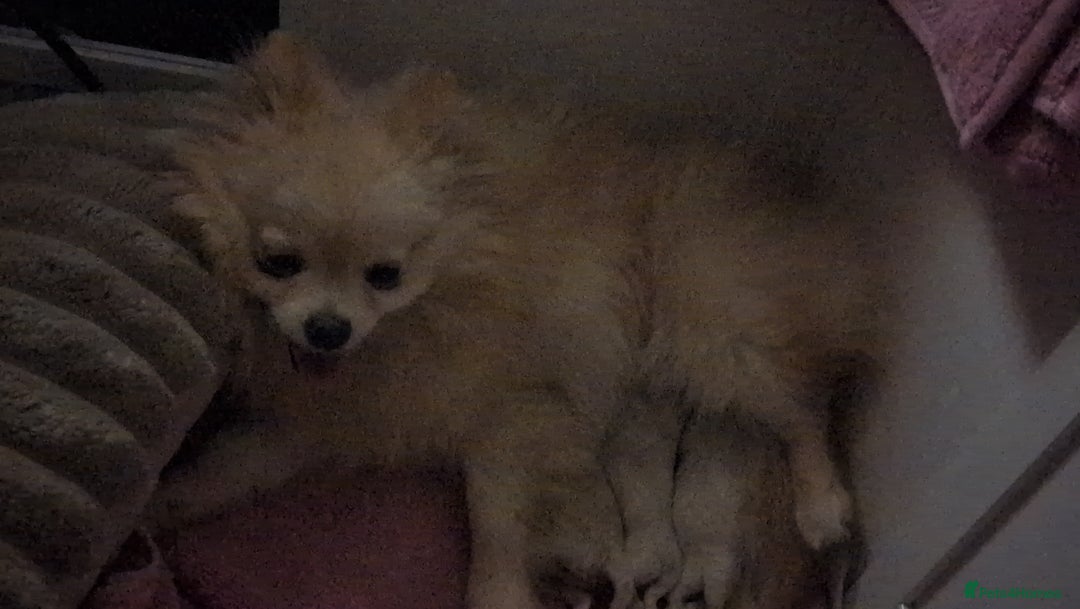 Pomeranian dogs for sale: Beautiful pure Pomeranians tiny babys - Advert 14