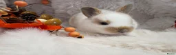 Rex rabbits for sale: Rex x Netherland dwarf  - Advert 19