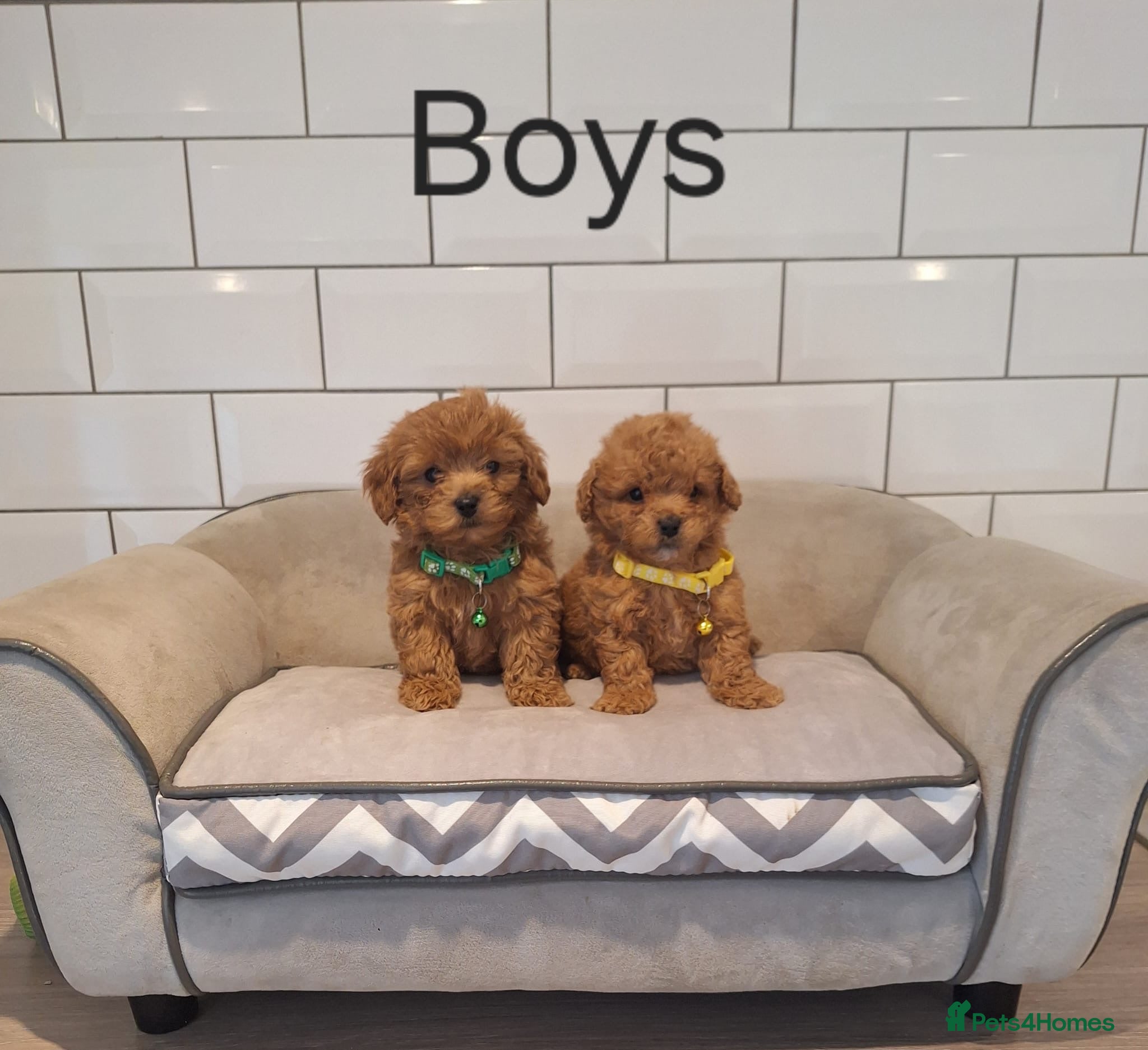Cavapoochon dogs 💖 Gorgeous Cavapoochons 💖 - Advert 1