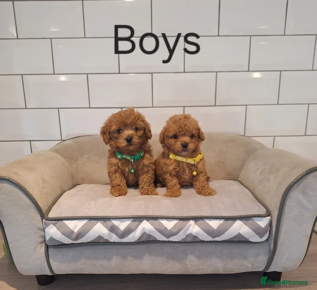 Cavapoochon dogs for sale: 💖 Gorgeous Cavapoochons 💖 - Advert 1