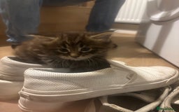 Maine Coon cats for sale: Half Maine coon kittens  - Image 2
