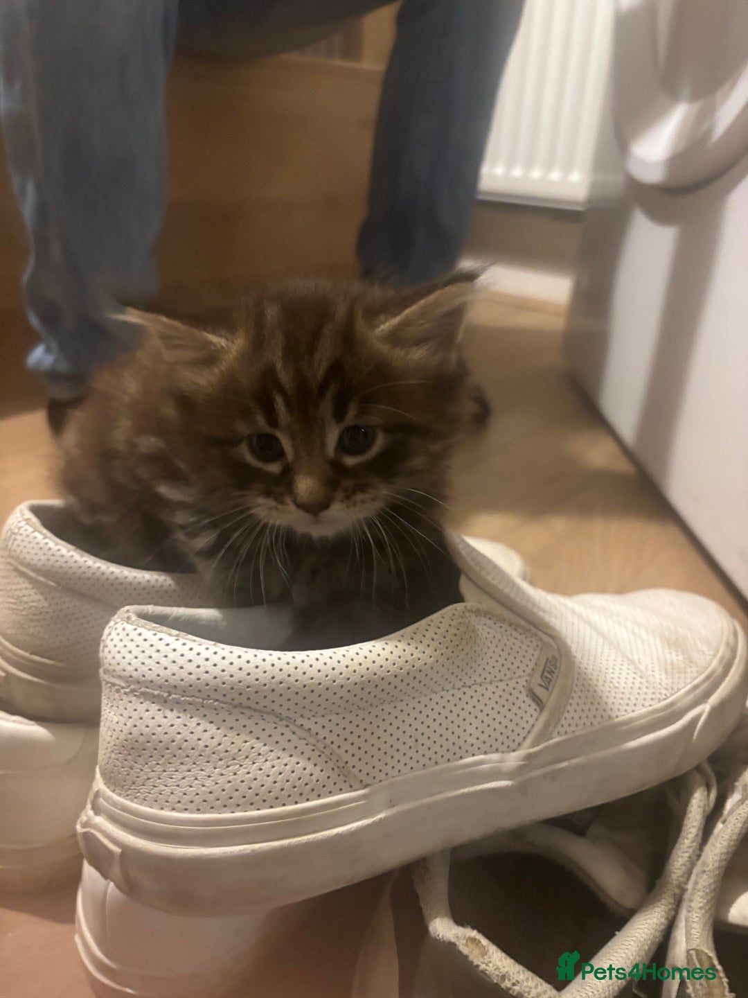 Maine Coon cats for sale: Half Maine coon kittens  - Image 2