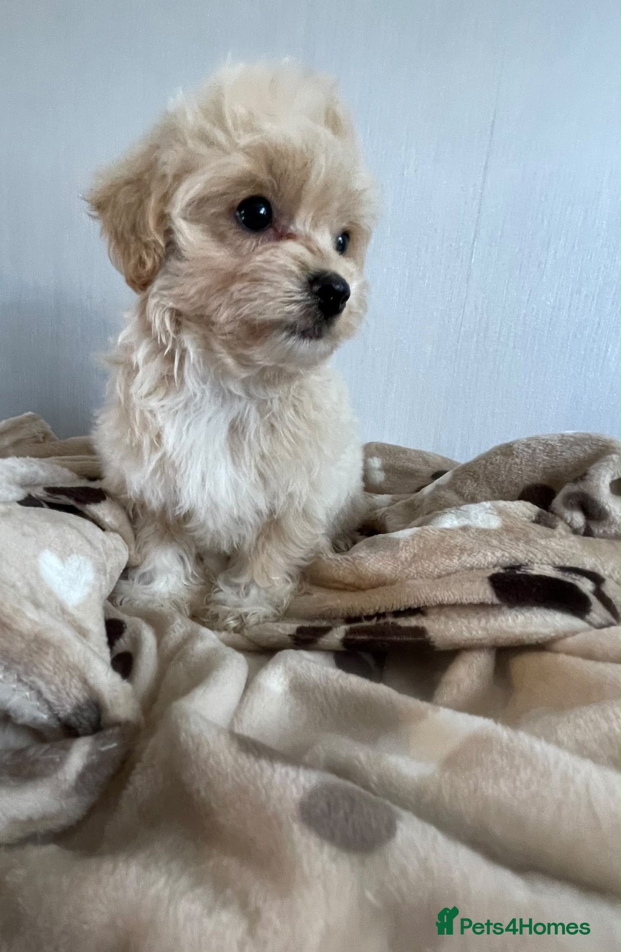 Maltipoo dogs  **  maltipoo last boy  - Advert 7