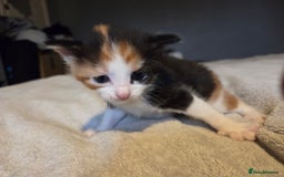 Mixed Breed cats for sale: Stunning kittens available Leicestershire  - Image 11