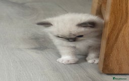 Ragdoll cats for sale: Blue Point kitten Ragdoll - Image 2