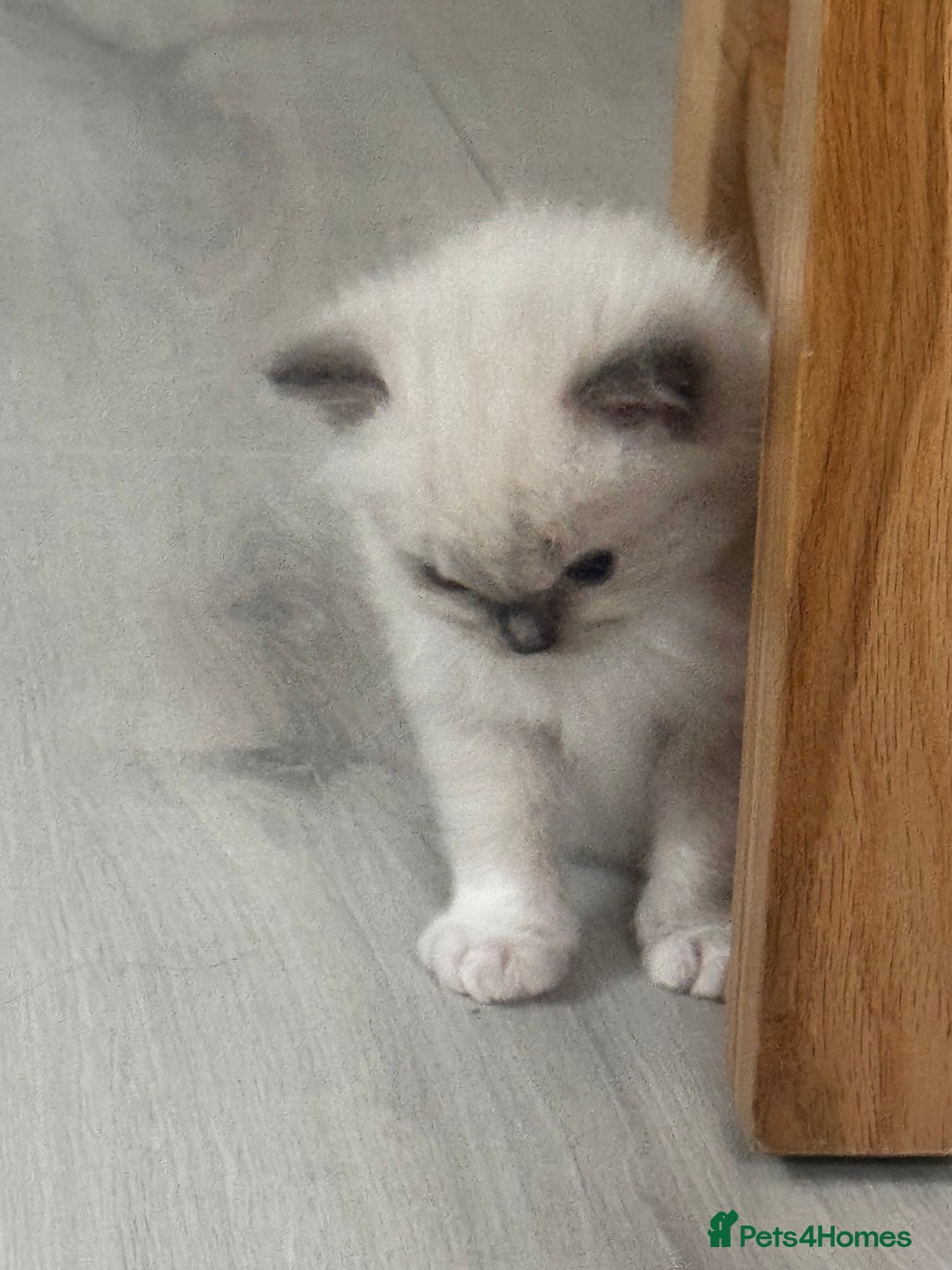 Ragdoll cats for sale: Blue Point kitten Ragdoll - Image 2