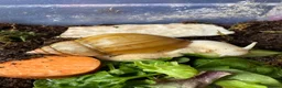 Snails invertebrates for sale: Giant African Snails for sale! - Advert 14