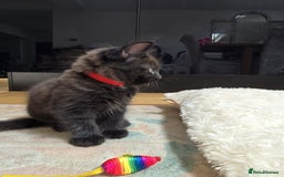 Norwegian Forest Cat cats for sale: Brown Norwegian Forest Cats  in Coventry - Image 6