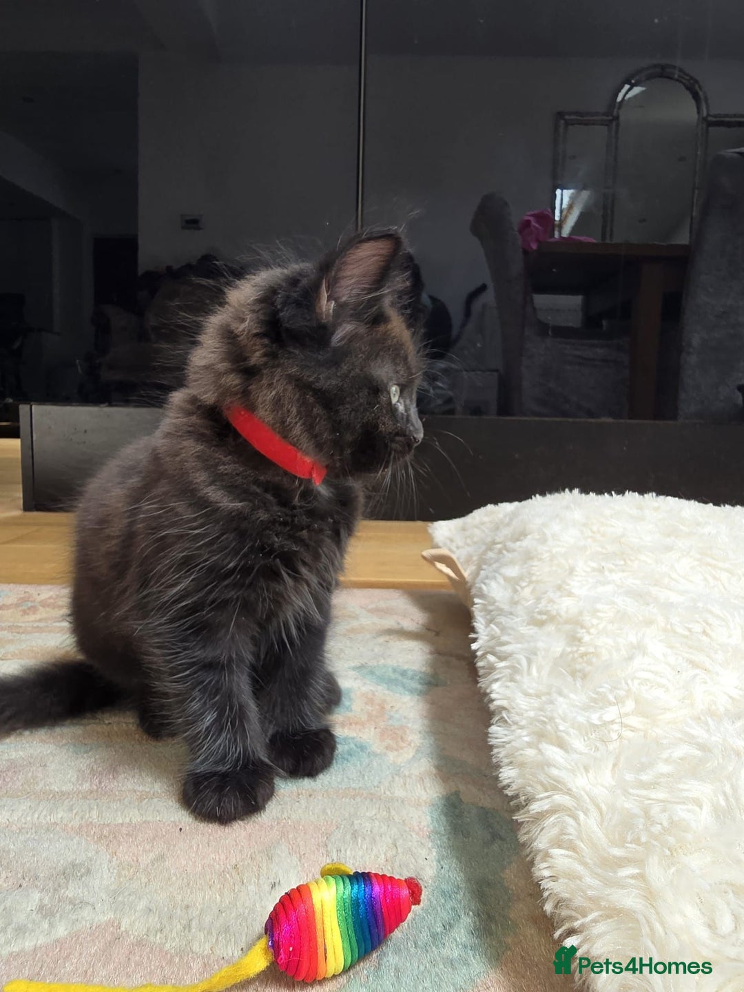 Norwegian Forest Cat cats for sale: Brown Norwegian Forest Cats  in Coventry - Image 6