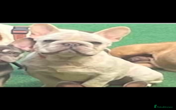 French Bulldog dogs for sale:  French bulldogs  - Advert 16