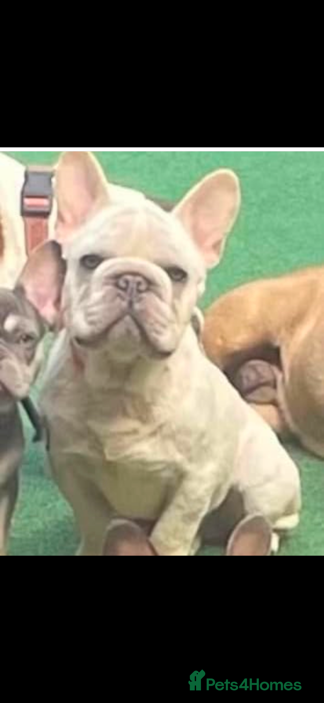 French Bulldog dogs for sale:  French bulldogs  - Advert 16