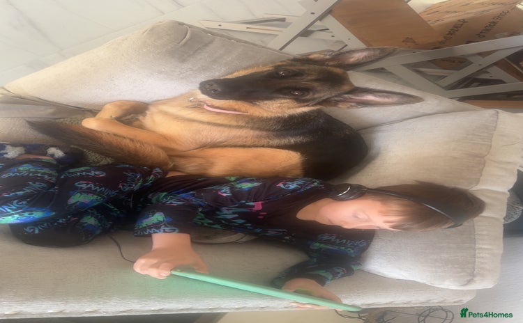 German Shepherd dogs - Advert 3